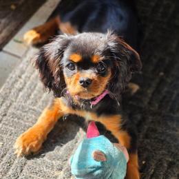 Suki - Cavalier King Charles Spaniel