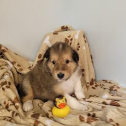 Howie - Sable male Collie puppy in Mattoon, Illinois from Gold Leaf Collies