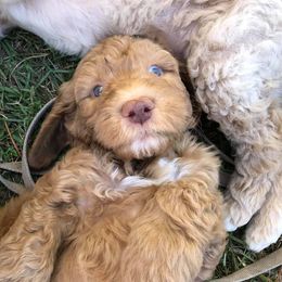 Goldendoodles from Gretta Gainey's Goldendoodles