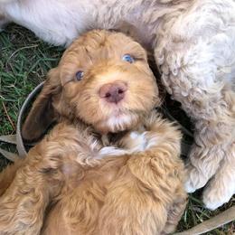 Goldendoodles from Gretta Gainey's Goldendoodles