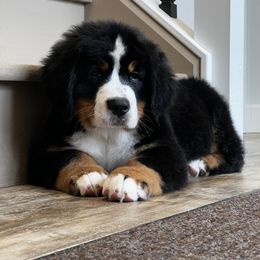 Bernese Mountain Dog and Pembroke Welsh Corgi Puppies from Highland Meadows