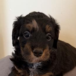 Maddox - Phantom male Bernedoodle puppy in Columbia, Kentucky from Woodland Bernedoodles