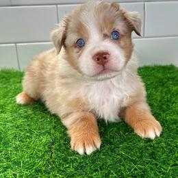 Captain America - Red merle male Miniature Australian Shepherd puppy in Newberry, Florida from Southern with Grace Mini Aussies