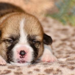 Aster - Red male Pembroke Welsh Corgi puppy in East Canton, Ohio from Victorian Farms