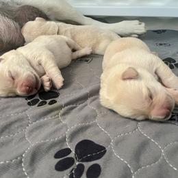 Grey Collar - Slate - Yellow male Labrador Retriever puppy in Lowell, Arkansas from Riverbourne Labradors
