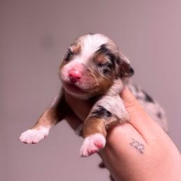 Aster AKC - Blue merle male Australian Shepherd puppy in Orlando, Florida from Skaky Shepherds