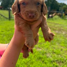 Peanut - Red male Dachshund puppy in Mansfield, Missouri from Owens Farm