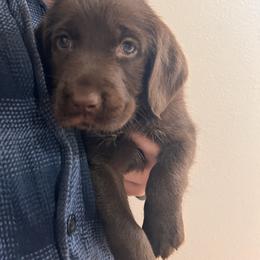 Girl 3 - Chestnut female Wirehaired Pointing Griffon puppy in Port Orchard, Washington from American Patriot Kennels