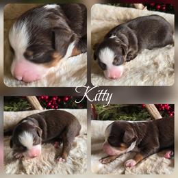 Kitty - Red merle female Miniature Australian Shepherd puppy in Paris, Texas from Blue Envy Mini Aussies