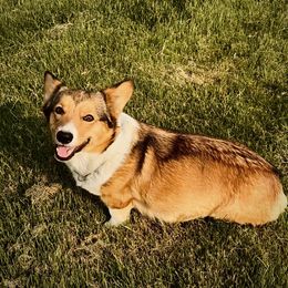 Remi - Pembroke Welsh Corgi