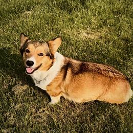 Remi - Pembroke Welsh Corgi