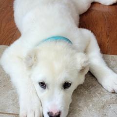 Armenian Gamprs from Muddy Acres Farm