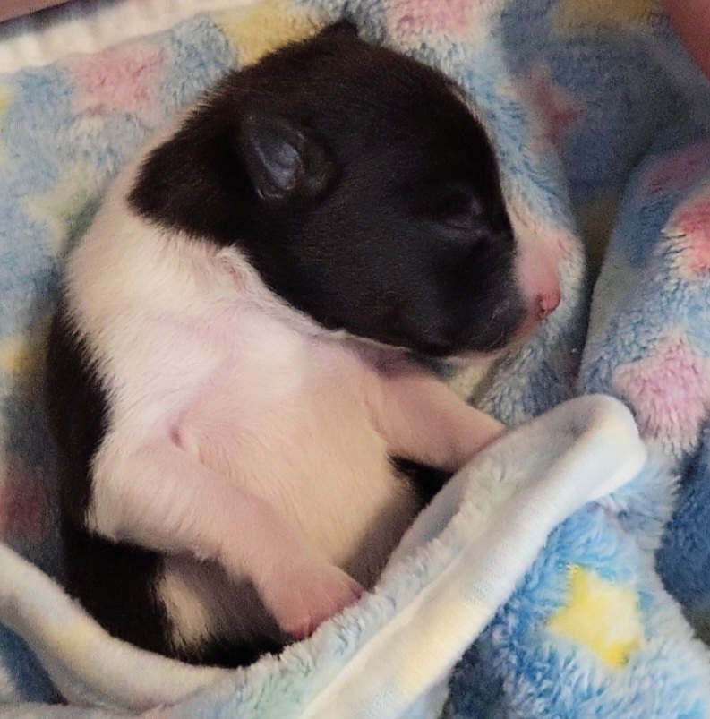 Basenji Puppies from Maererano Basenjis