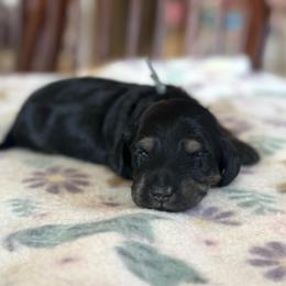Batman - Black and cream male Dachshund puppy in Greenfield Center, New York from Ridgeview Springers & Dachshunds