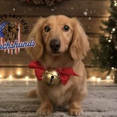 Mack - Dachshund