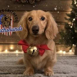 Mack - Dachshund