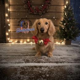 Mack - Dachshund
