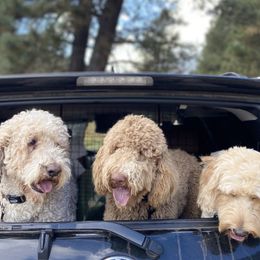 Goldendoodles from Armstrong Golden Doodles