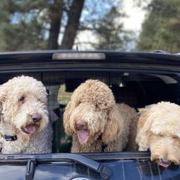 Goldendoodles from Armstrong Golden Doodles