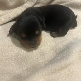 Black and tan male - Black and tan male Dachshund puppy in Westminster, South Carolina from Carter's Kennels