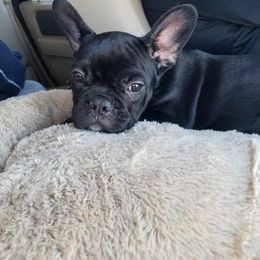 French Bulldog All Grown Up from Kallis Family Frenchies