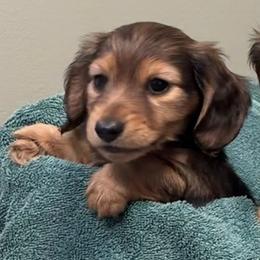 Girl 2 - female Dachshund puppy in Bucks County, Pennsylvania from Dackelbrook Dachshunds