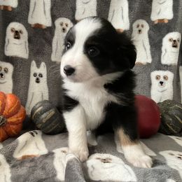 Miniature Australian Shepherd and Toy Australian Shepherd Puppies from Hotmess of Aussies