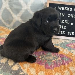 Girl 3 - Black Labrador Retriever puppy in Indiana from Little Yellow Creek Farms