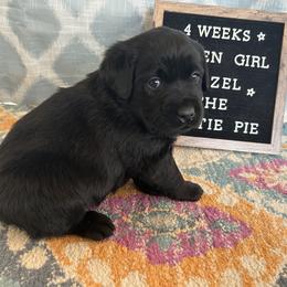 Girl 3 - Black Labrador Retriever puppy in Indiana from Little Yellow Creek Farms