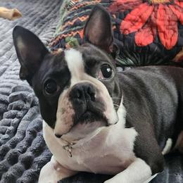 CH Harley - Boston Terrier
