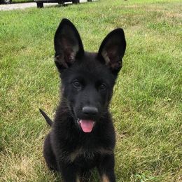 German Shepherd Puppies from Schroderhaus
