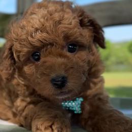 Cavalier King Charles Spaniels, Cavapoos, and Poodles from Cav.ish's Missouri Cavaliers, Cavapoos, and Miniature Poodles