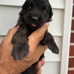 Girl 4 - female Leonberger puppy in Manchester, Tennessee from Bois D’Arc Leonbergers