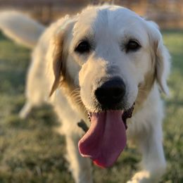 Golden Retrievers from Sunny Slope Goldens