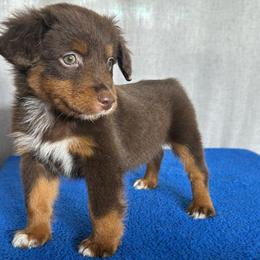 Bean - Red tri male Miniature Australian Shepherd puppy in Sulphur, Louisiana from Triple J Aussies and Corgis