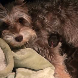 Mama Gem - Miniature Schnauzer