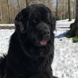 Newfoundlands from Black River Newfoundlands