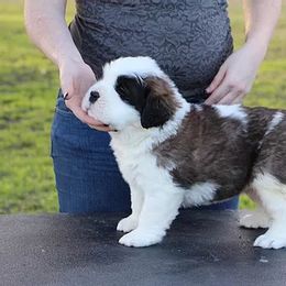 Saint Bernard Puppies from Dementhon Saint Bernards