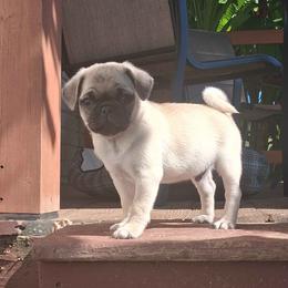 Boy 4 - Fawn male Pug puppy in Marshville, North Carolina from adorable pug puppies