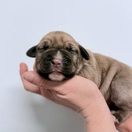 Fawn male 2 - Fawn male Cane Corso puppy in Florence, Texas from Wilco Cane Corso