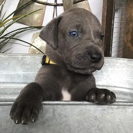 Great Danes from Our Sweet "Dane-Ishes"