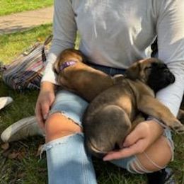 Cane Corso Puppies from PNW Cane Corsos
