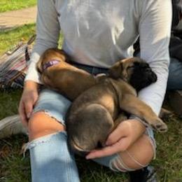 Cane Corso Puppies from PNW Cane Corsos