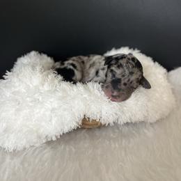 Snowflake - White and blue merle female Bordoodle puppy in Valley Center, California from Circle R Valley Bordoodls