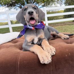 Moss - Blue female Great Dane puppy in Ardmore, Alabama from Delta Danes