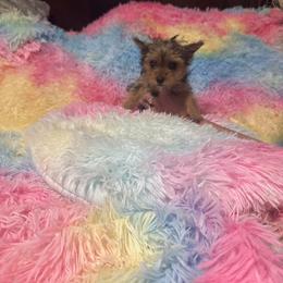 Tiny runt traditional girl - Blue and gold female Yorkshire Terrier puppy in Milton, Florida from Sassenach Yorkie Kennels
