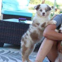 Crocs - Red merle male Miniature Australian Shepherd puppy in Goliad, Texas from Sassy Lil Aussies and Diamond W Poodles