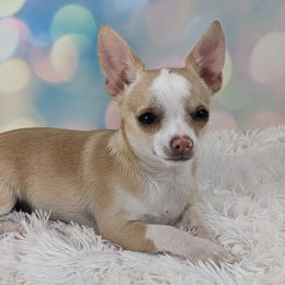 Chihuahua Puppies from Barbie's Baby Chihuahuas