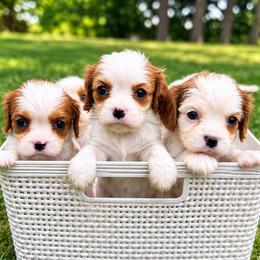 Cavalier King Charles Spaniel puppies from King Charles