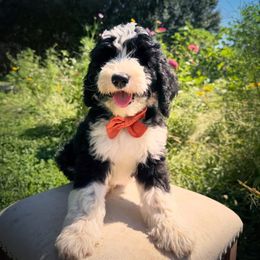 Charlie Brown - Black and white male Sheepadoodle puppy in Danville, Indiana from Marley’s Doodle Ranch